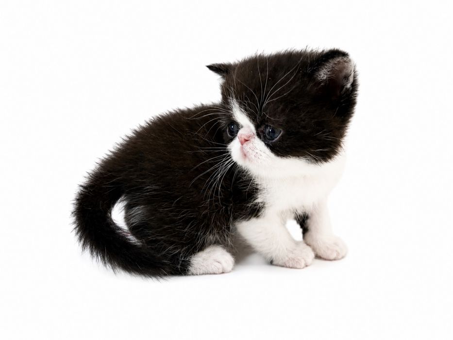 Gatinho Persa Exótico Premium ! Excelente Linhagem!
