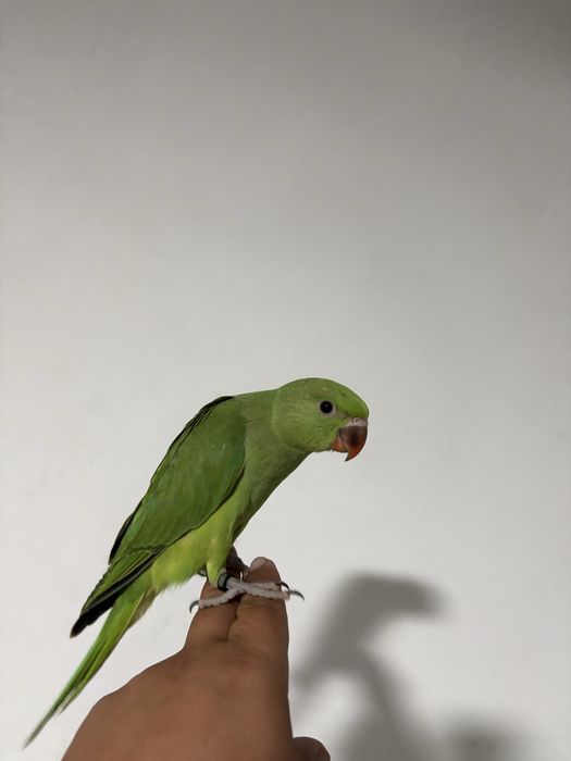 Vendo Ring Neks e loris Domesticados