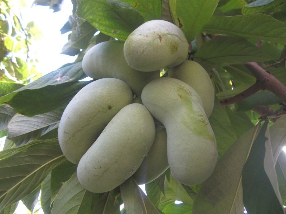 Азиміна, Бамбук обмін на Горіхи, Берека, Еводія