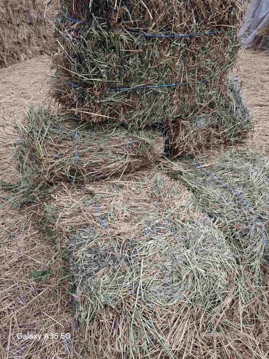 Сіно лугове укос 2026 року