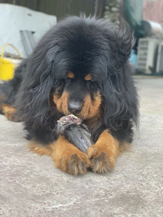 Тибетський мастиф, вязка