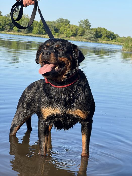 Rottweiler suczka miot B Bonnie Kocia Górka • OLX.pl