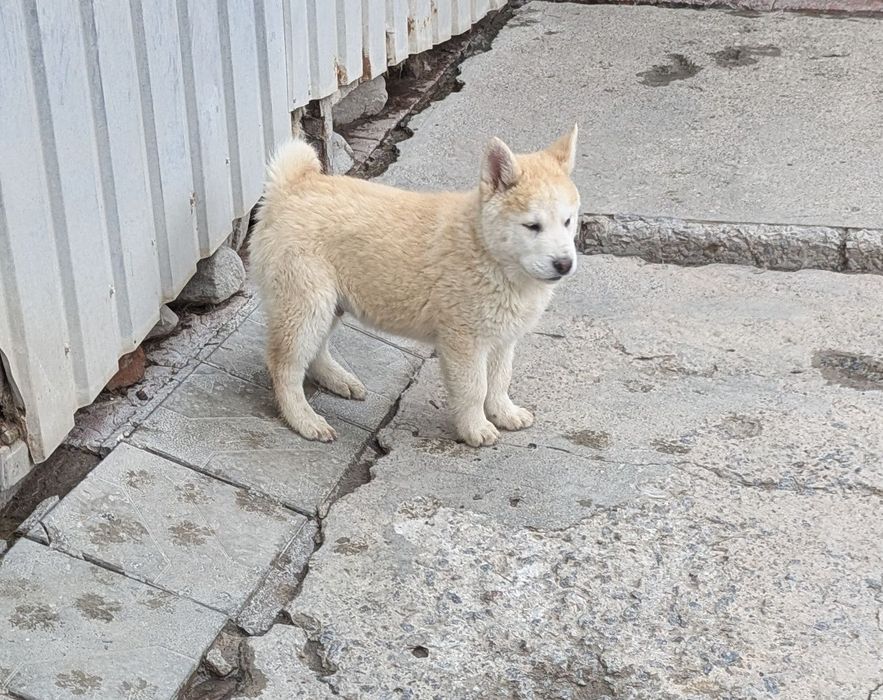 Хлопчик! Продам!