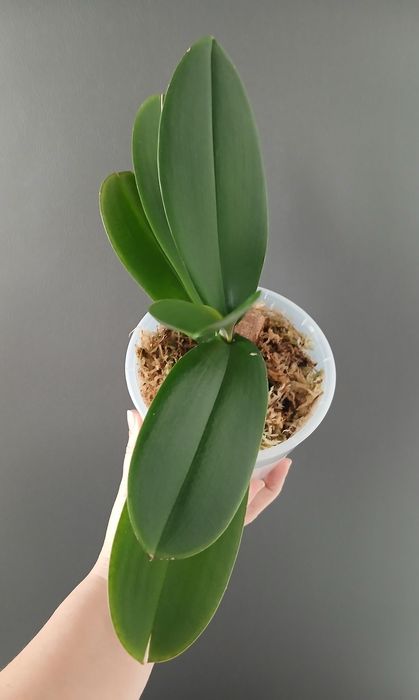 Орхідея біг ліп продам