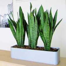 Сансевиерия разная