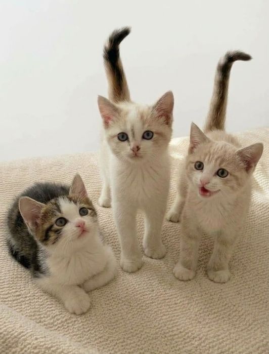 Віддам котят люблячим господарям