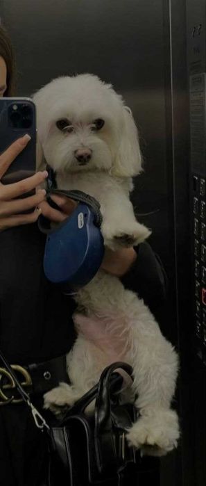 Мальтійська болонка хлопчик шукає пару