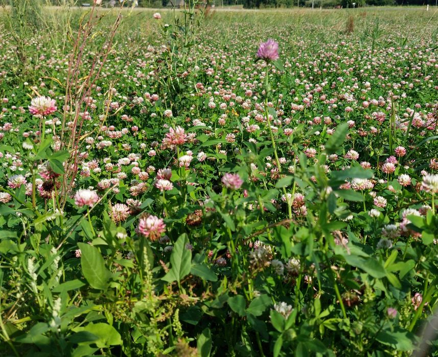Siano kostka koniczyna szwedzka białoróżowa naturalne