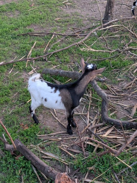 Macho anão de excelente qualidade