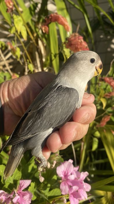 Agapornis domesticado