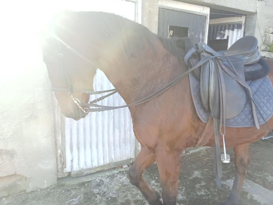 Cavalo castrado cruzado