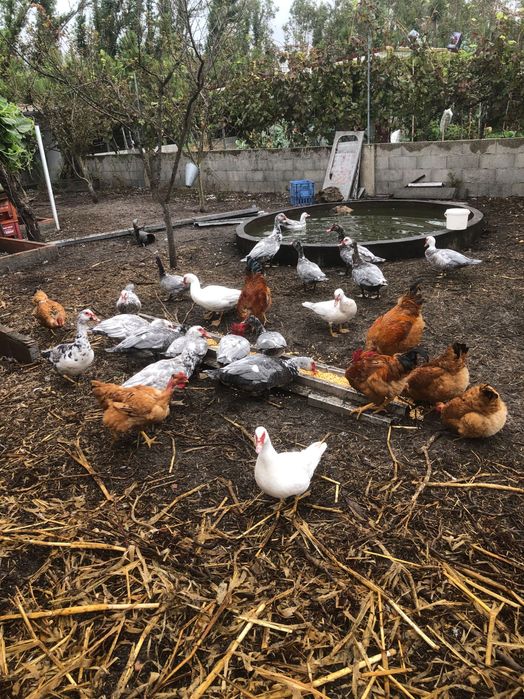 Vendo patos mudos