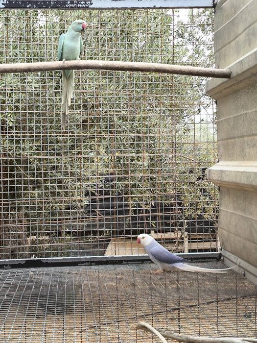 Casal Ringnecks reprodutor