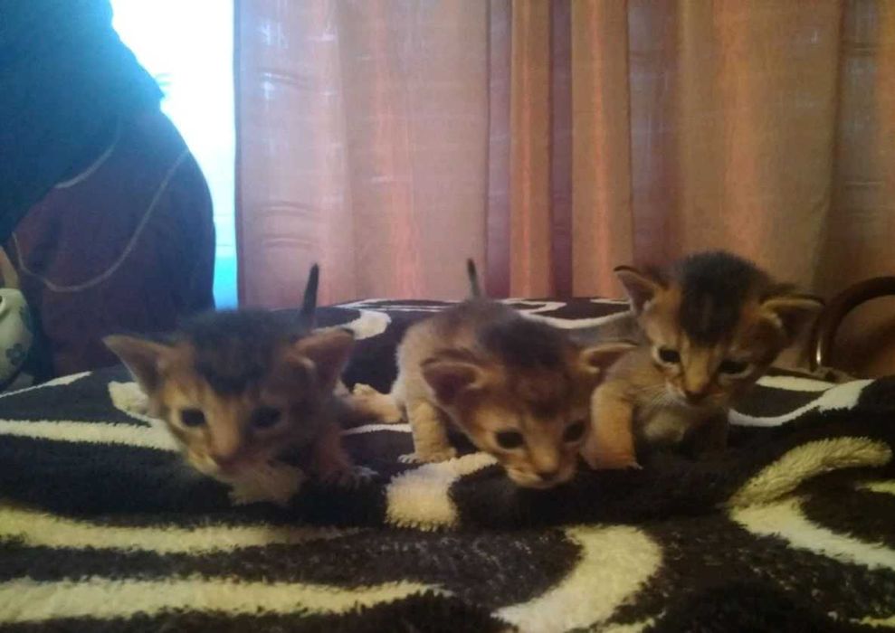 Абиссинский котенок девочка окрас дикий