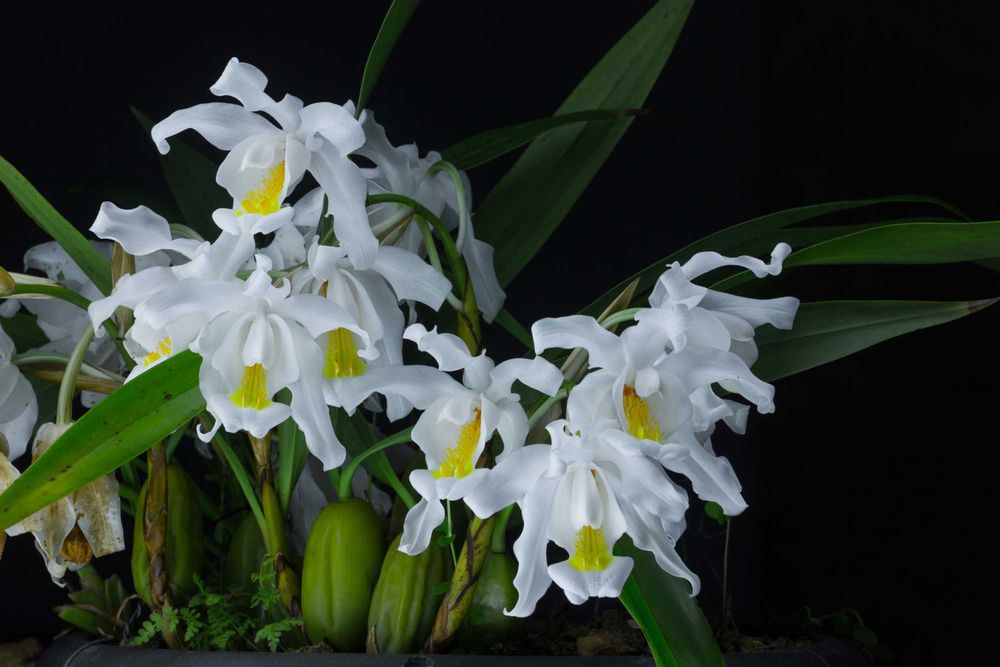 Orquídea Noiva Típica.
