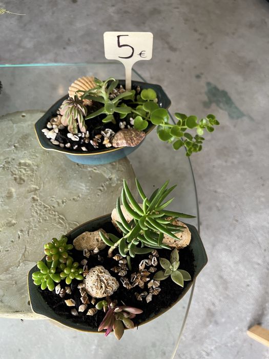 Suculentas - vaso cerâmica