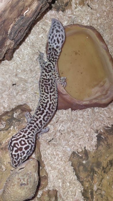 gekony lamparcie