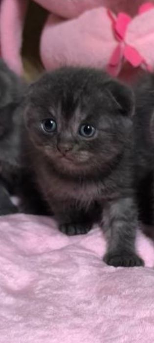 Британські котенята кошенята