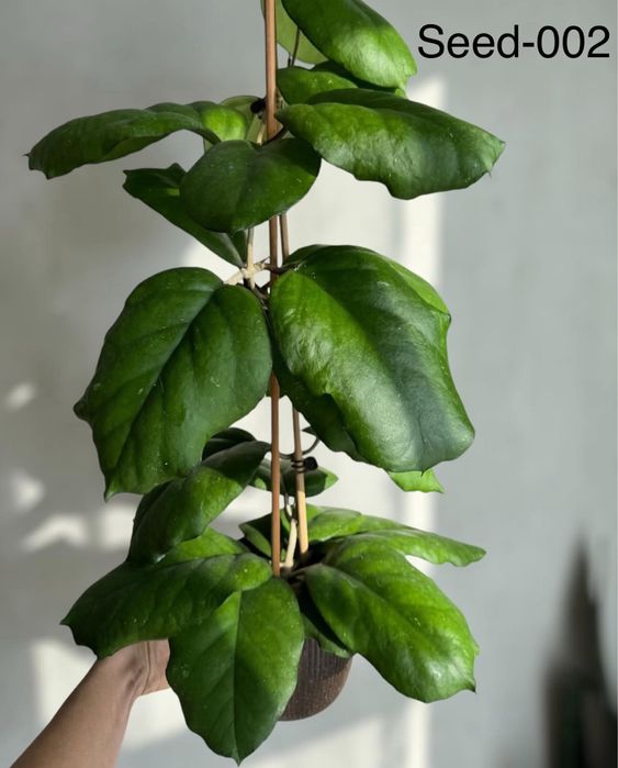 Хойя срезом sabah, benchaii seed 002, patella pink