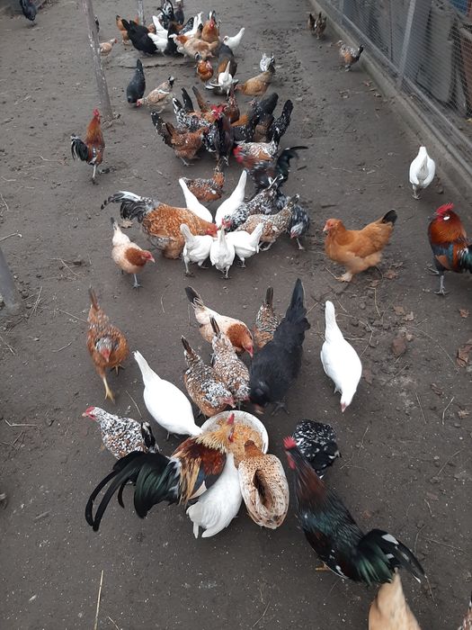 куры бентамки корольки