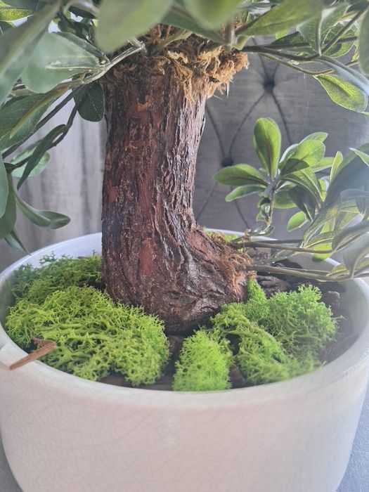 Bonsai ficus com folhagem artificial e tronco verdadeiro