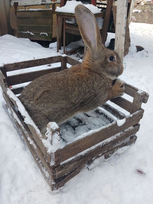 Кріль- самець порода фландир