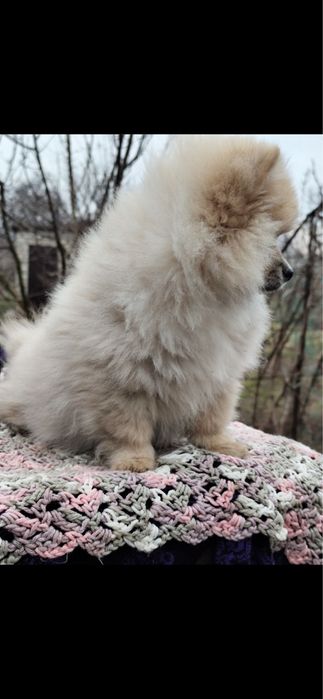 Померанский шпиц