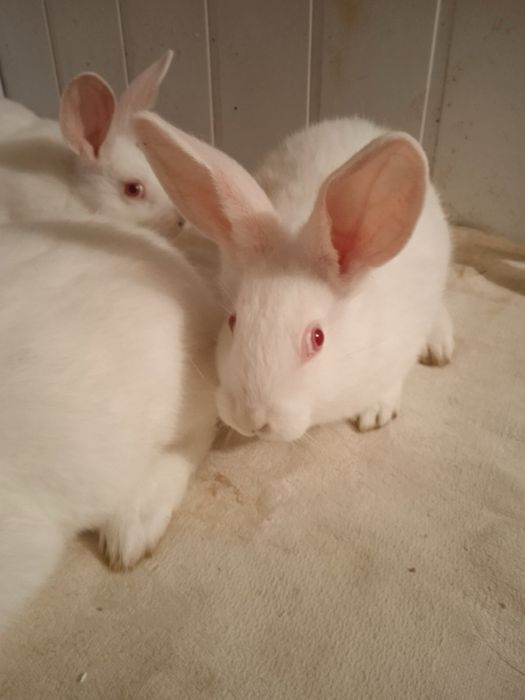 Кролики термунська біла
