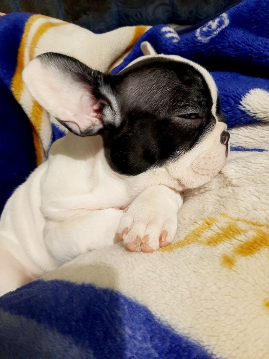 Французский бульдог.девочка