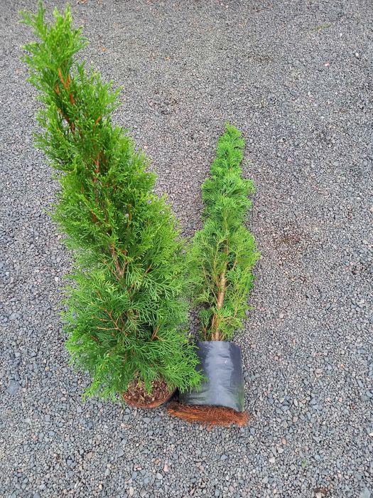 Thuja Tuja Szmaragd 90-140 cm donica 5 l SUPER JAKOŚĆ