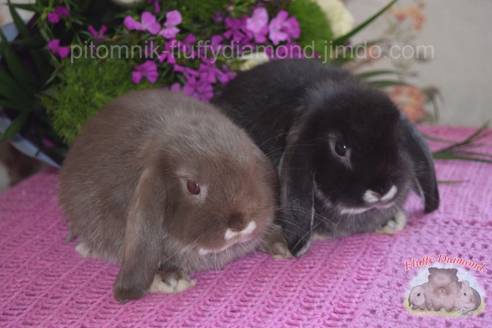 Висловухі кролики редкісного забарвлення! Кролик з розплідника!
