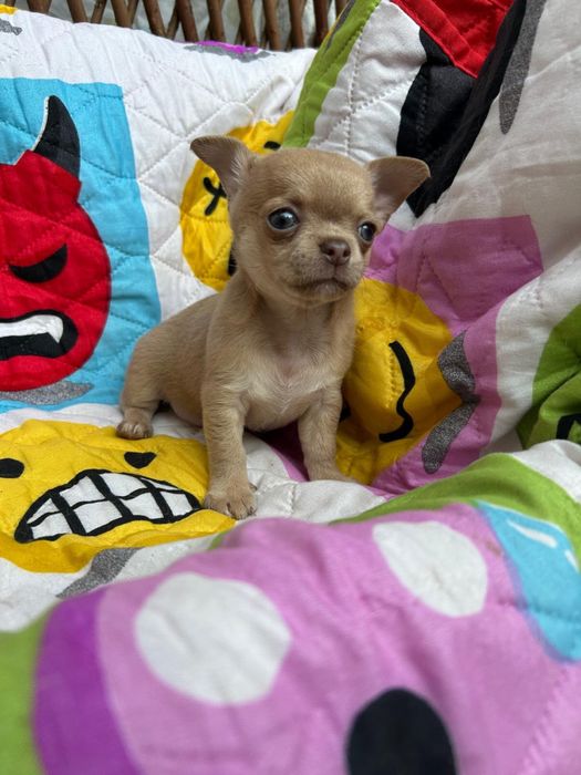 Menina Fawn Pelo Curto