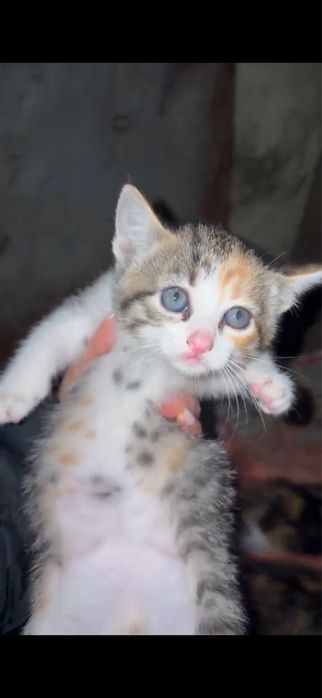 Gatinhos para adoção