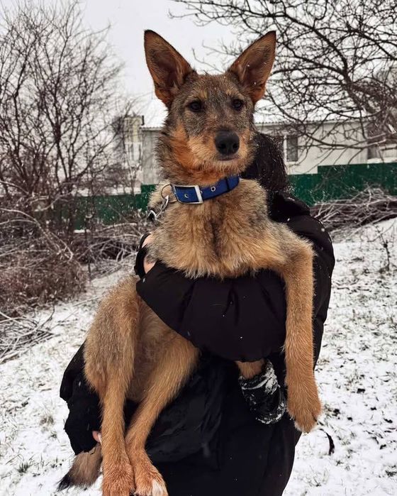 віддамо в добрі руки