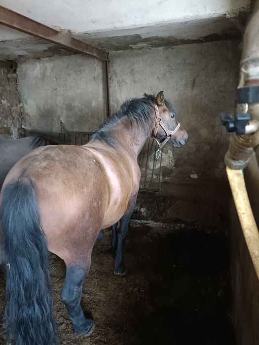 Sprzedam Hucuły i Kucyki. LIKWIDACJIA STADA