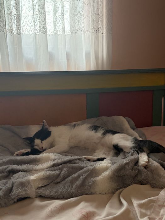 Gatinha para adoção