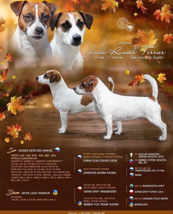 Вязка Джек Рассел терьер