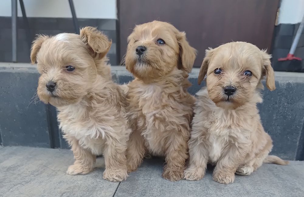Maltipoo gotowe do odbioru