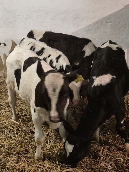 Byczki Startery 3 Miesięczne 10szt Polskie! Polskie