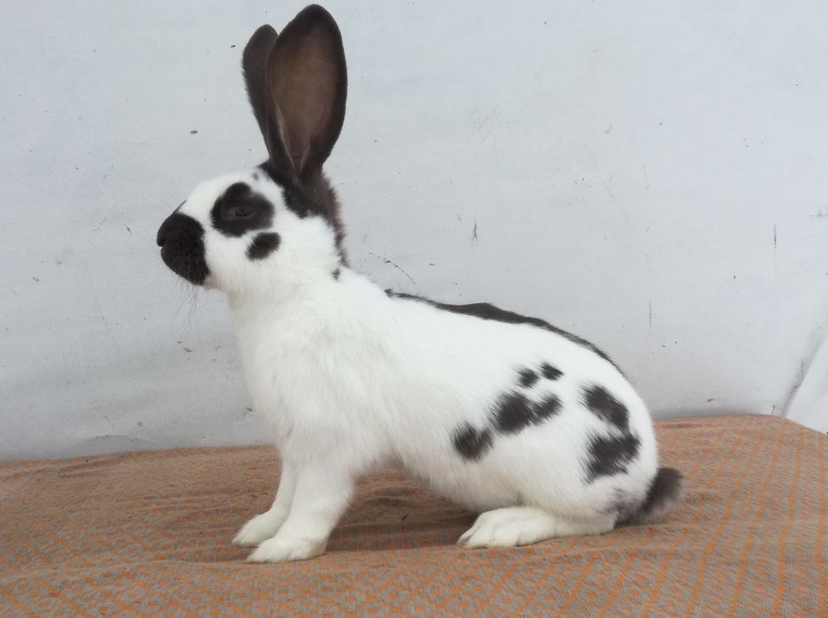 Немецкий строкач гавана