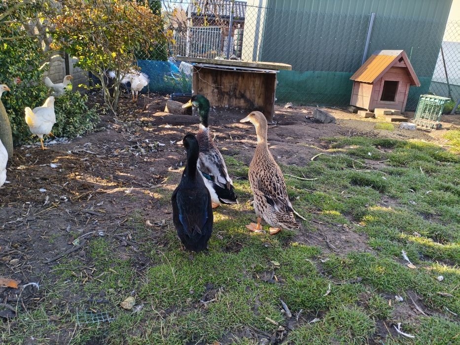 biegusy indyjskie kaczki sprzedam