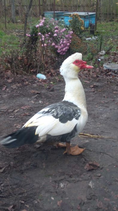 Мускусні індо качки