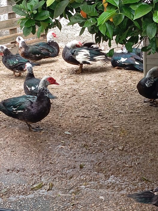 Vende-se patos mudos