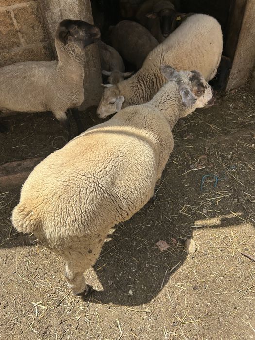 Animais de quinta ouvelhas