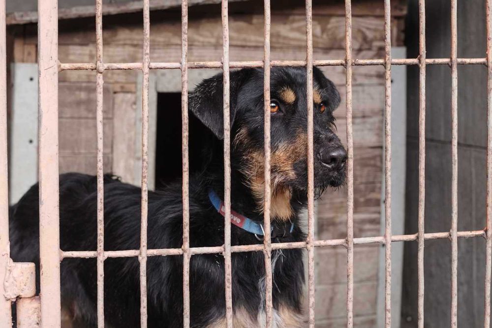 Jagdterrier  mix  Joker szuka domu-schronisko Zgierz-aktualne