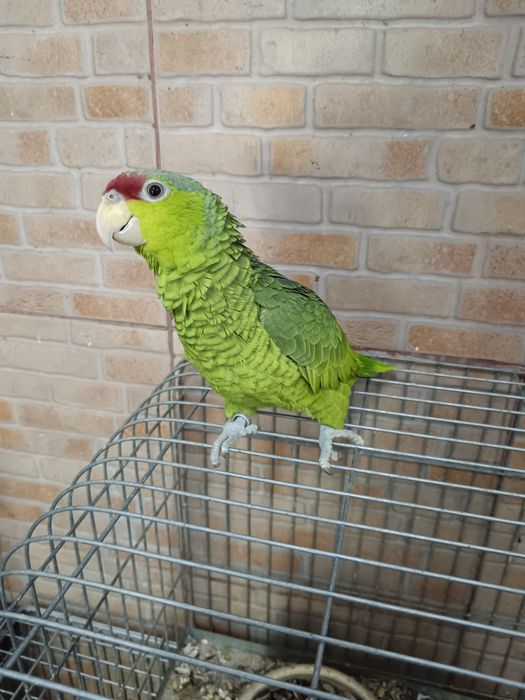 Papagaio verde...