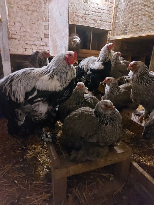 Півні темної брами