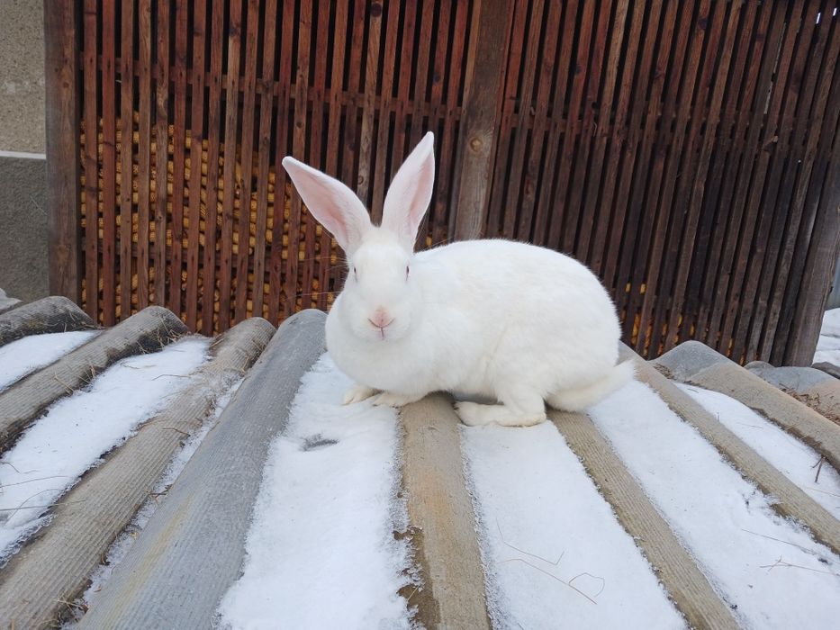 Кролиці. Термонська біла