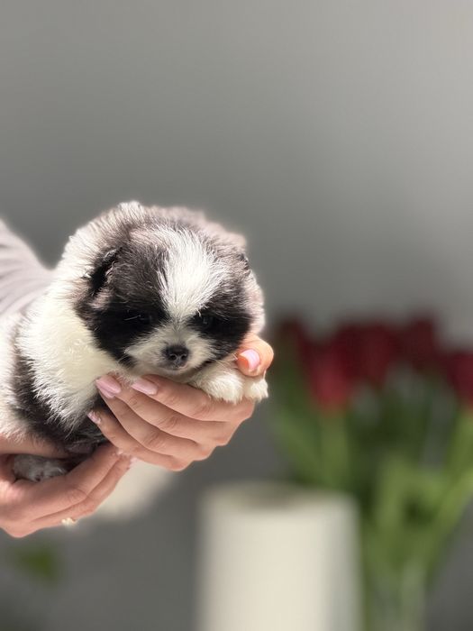 Ексклюзивна дівчинка пандочка