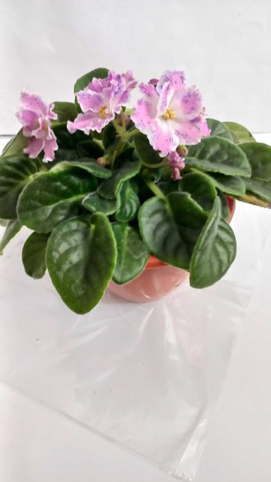 Рожева фіалка кімнатна рослина